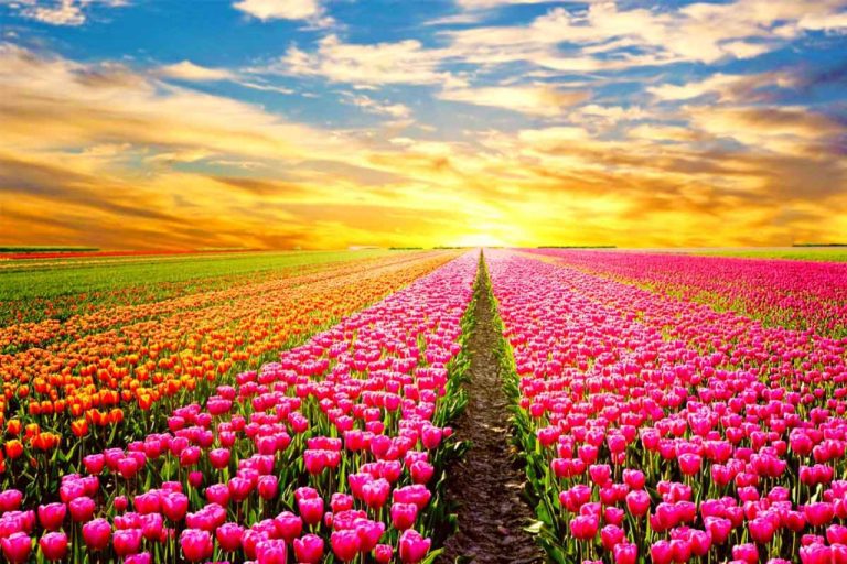 Obraz ráj tulipánů Obraz ráj tulipánů