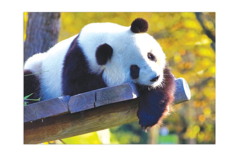 Obraz roztomilá panda Obraz roztomilá panda