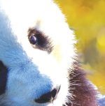 Obraz roztomilá panda Obraz roztomilá panda