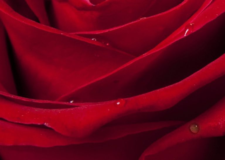 Obraz – Růže Obraz – Růže