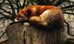 Obraz – Spící liška Obraz – Spící liška