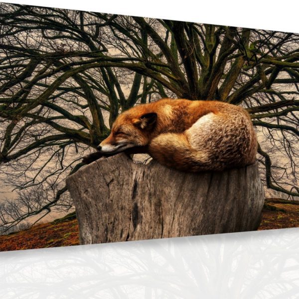 Obraz – Spící liška Obraz – Spící liška
