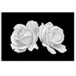 Obraz tajemná bílá růže Obraz tajemná bílá růže