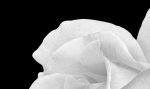 Obraz tajemná bílá růže Obraz tajemná bílá růže