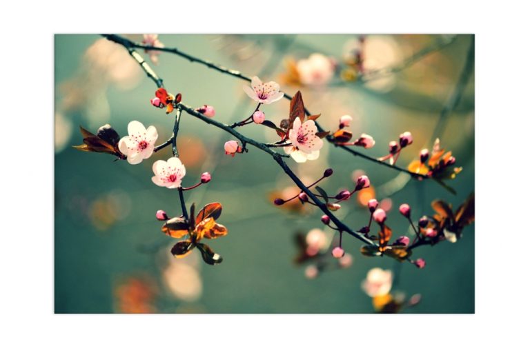 Obraz třešňový květ Obraz třešňový květ