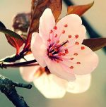 Obraz třešňový květ Obraz třešňový květ