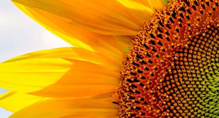 Obraz zářivá slunečnice Obraz zářivá slunečnice