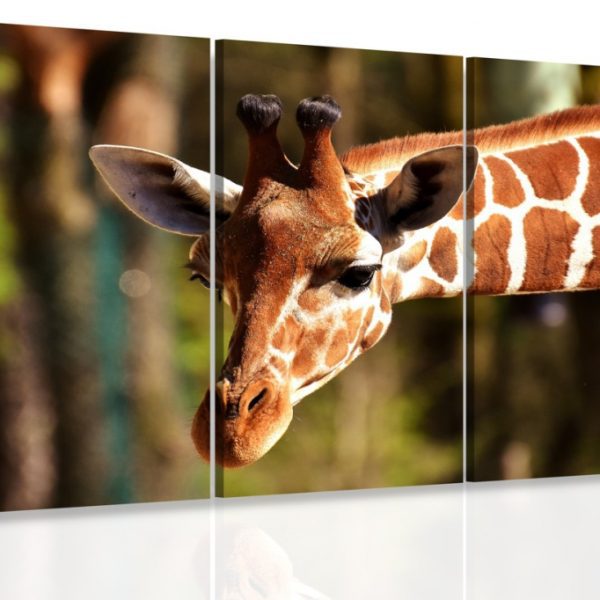 Obraz – Žirafa Obraz – Žirafa