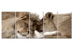 Vícedílné obrazy – lev a lvíče Vícedílné obrazy – lev a lvíče