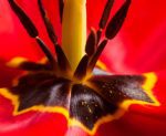 Vícedílný obraz – Červený tulipán Vícedílný obraz – Červený tulipán
