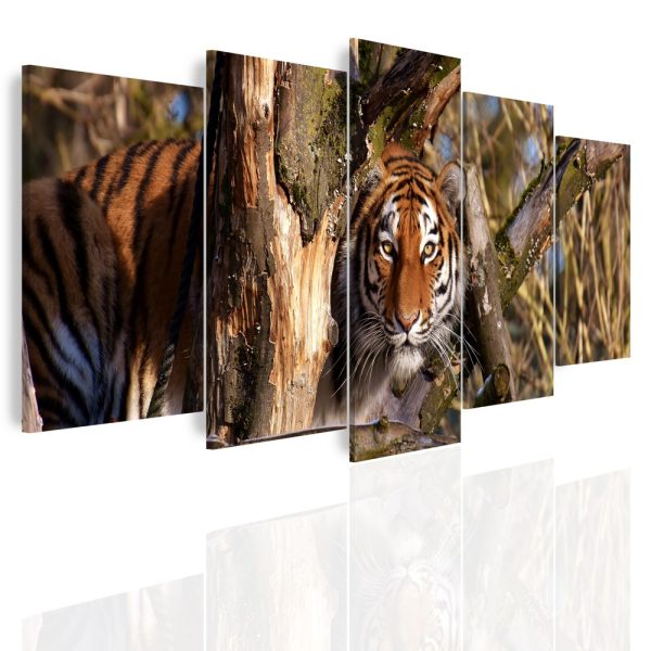 Vícedílný obraz – Číhající tygr Vícedílný obraz – Číhající tygr