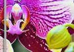 Vícedílný obraz – Divoká orchidej Vícedílný obraz – Divoká orchidej