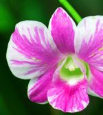 Vícedílný obraz – Orchidej v přírodě Vícedílný obraz – Orchidej v přírodě