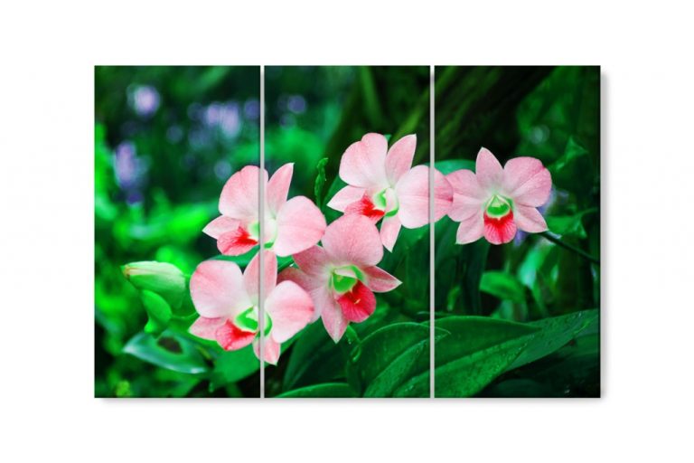 Vícedílný obraz – Orchidej v přírodě II. Vícedílný obraz – Orchidej v přírodě II.
