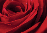 Vícedílný obraz – Růže Vícedílný obraz – Růže