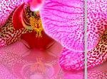 Vícedílný obraz – Růžové orchideje Vícedílný obraz – Růžové orchideje