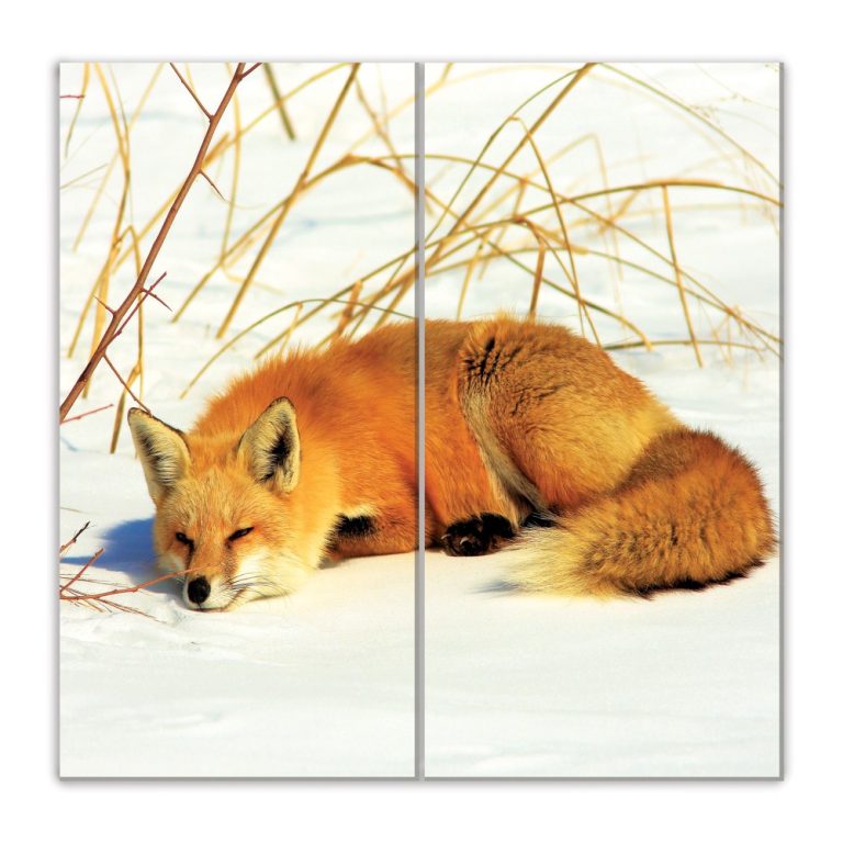 Vícedílný obraz – Spící liška Vícedílný obraz – Spící liška