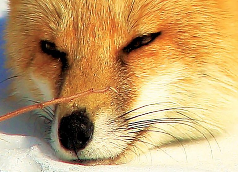 Vícedílný obraz – Spící liška Vícedílný obraz – Spící liška