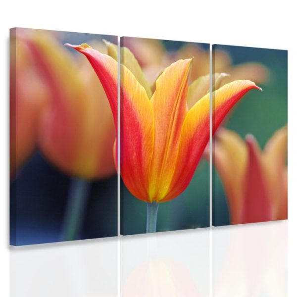 Vícedílný obraz – Tři tulipány Vícedílný obraz – Tři tulipány