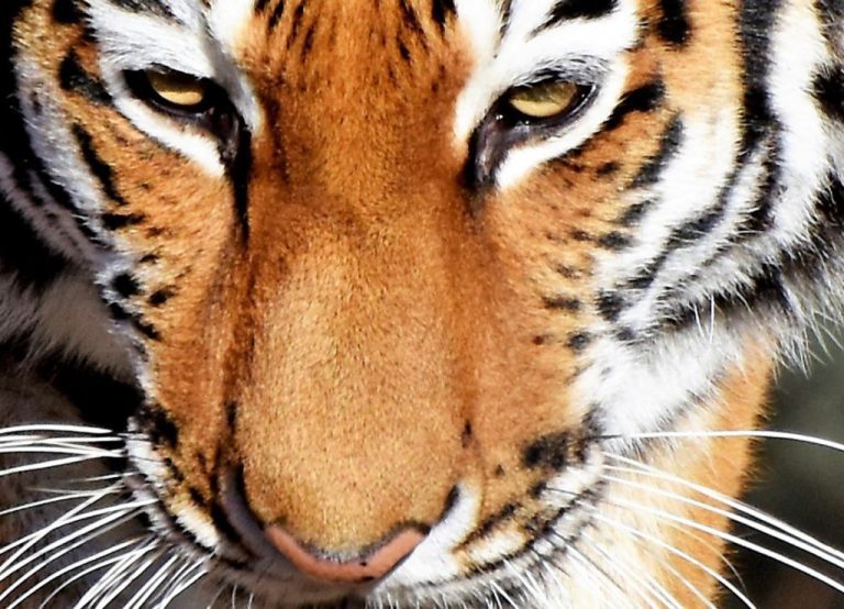 Vícedílný obraz – Tygr Vícedílný obraz – Tygr