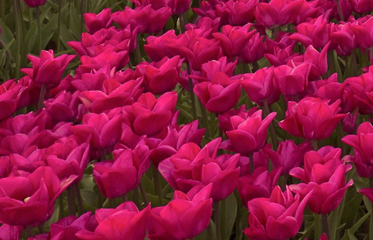 Vícedílný obraz – Záplava tulipánů Vícedílný obraz – Záplava tulipánů