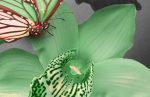 Vícedílný obraz – Zelená orchidej a motýli Vícedílný obraz – Zelená orchidej a motýli