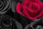 Obraz Černé růže s kapkami vody Obraz Černé růže s kapkami vody