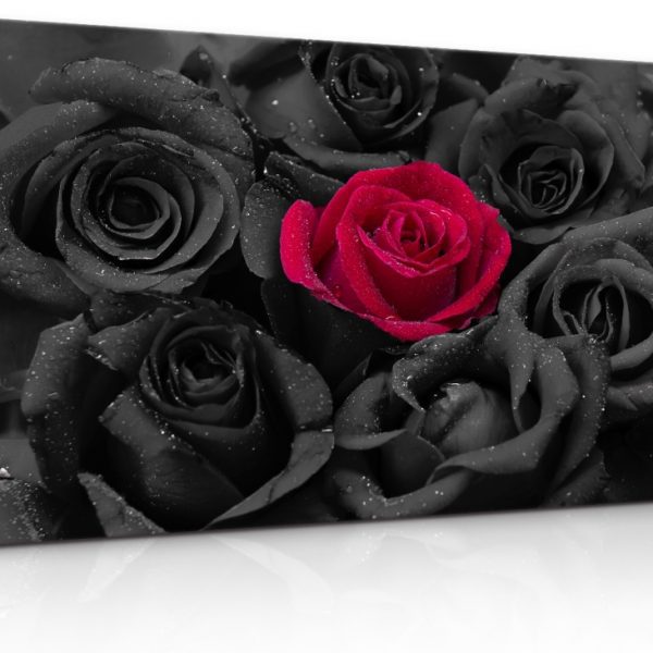 Obraz Černé růže s kapkami vody Obraz Černé růže s kapkami vody