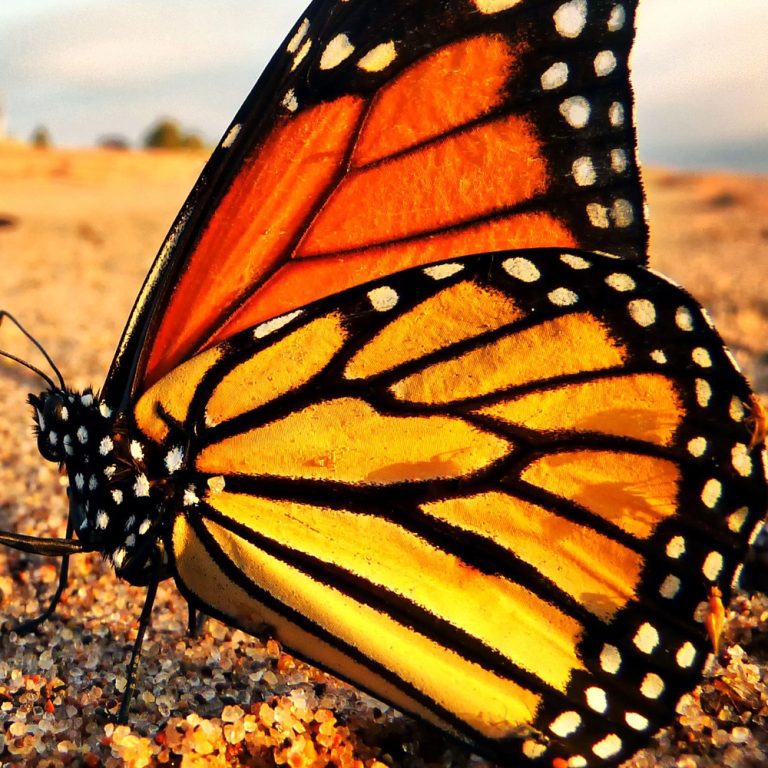 Obraz žlutý motýl Obraz žlutý motýl