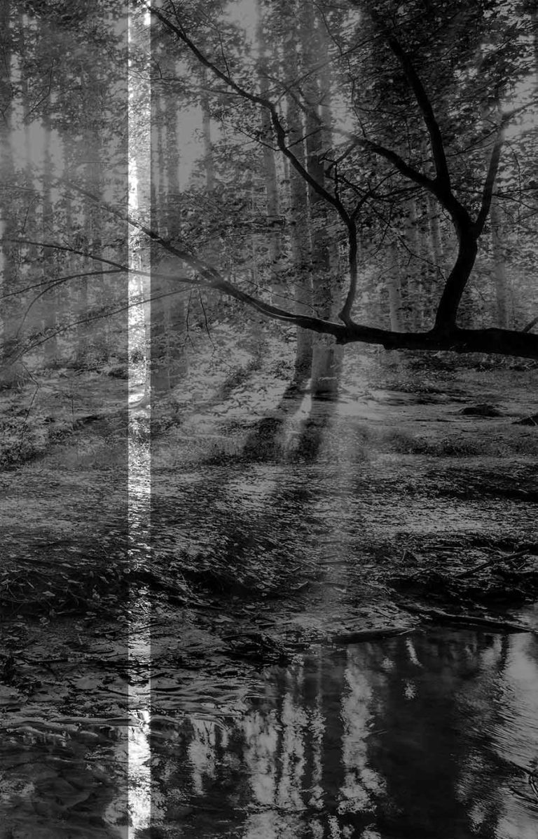Obraz černobílá pohoda lesa Obraz černobílá pohoda lesa