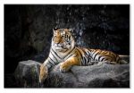Obraz tygří důstojnost Obraz tygří důstojnost