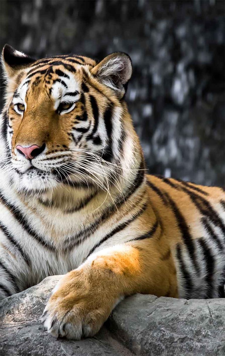 Obraz tygří důstojnost Obraz tygří důstojnost