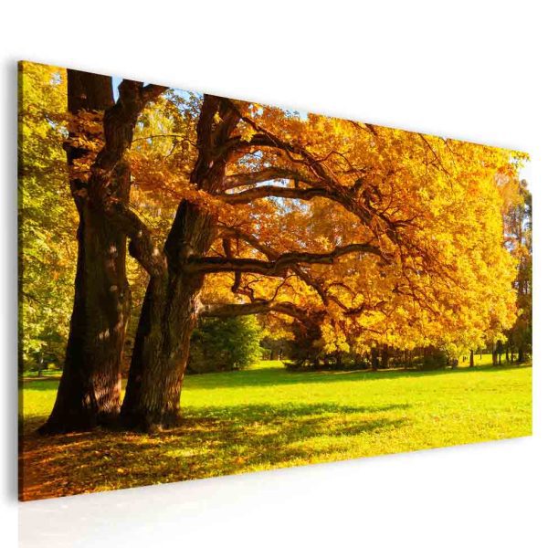 Obraz Podzimní atmosféra – strom Obraz Podzimní atmosféra – strom