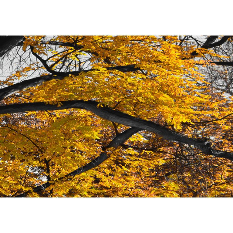 Pětidílný obraz podzim v parku žlutý II Pětidílný obraz podzim v parku žlutý II