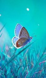 Obraz motýlí krása Obraz motýlí krása