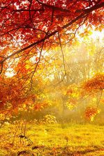 Obraz podzimní záře Obraz podzimní záře