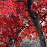 Obraz podzim v parku – červený Obraz podzim v parku – červený