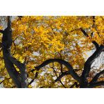 Obraz podzim v parku – žlutý Obraz podzim v parku – žlutý