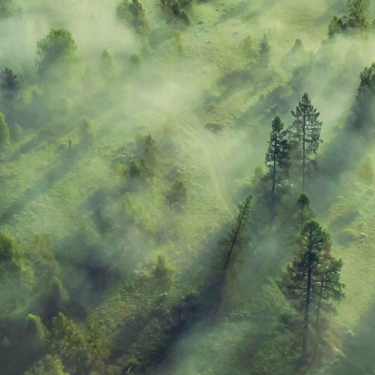 Obraz tajemný les plný mlhy Obraz tajemný les plný mlhy