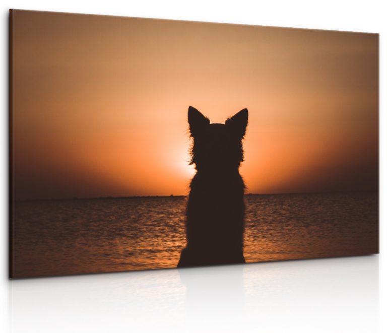 Obraz Pes u západu slunce Obraz Pes u západu slunce