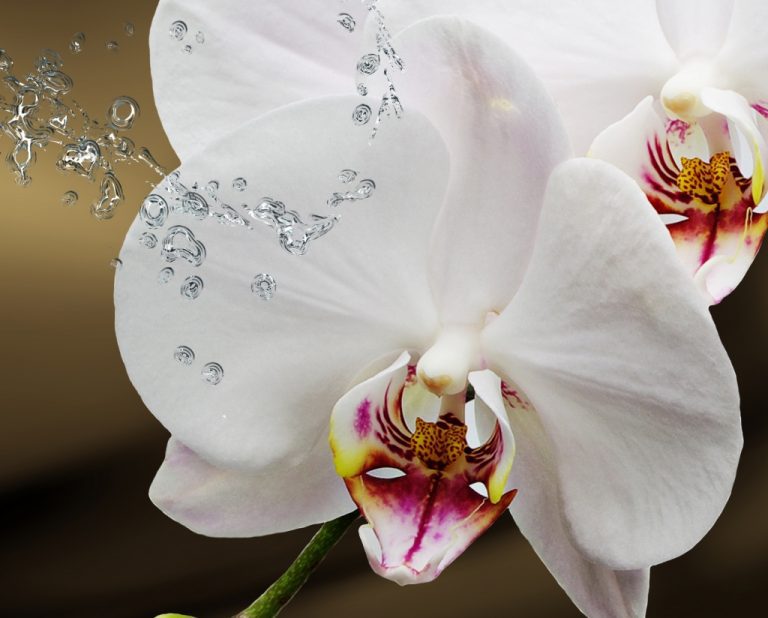 Obraz Motýlí orchidej nad hladinou Obraz Motýlí orchidej nad hladinou