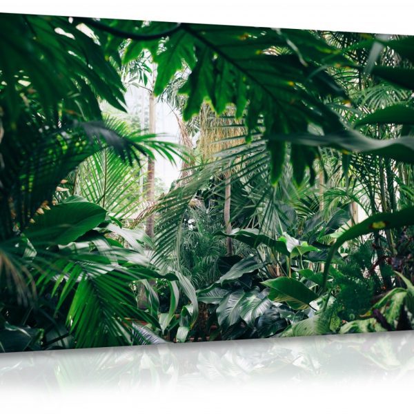 Obraz Domácí džungle Obraz Domácí džungle