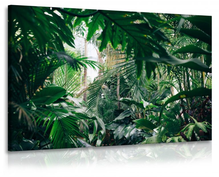 Obraz Domácí džungle Obraz Domácí džungle