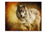 Obraz Snový vlk Obraz Snový vlk