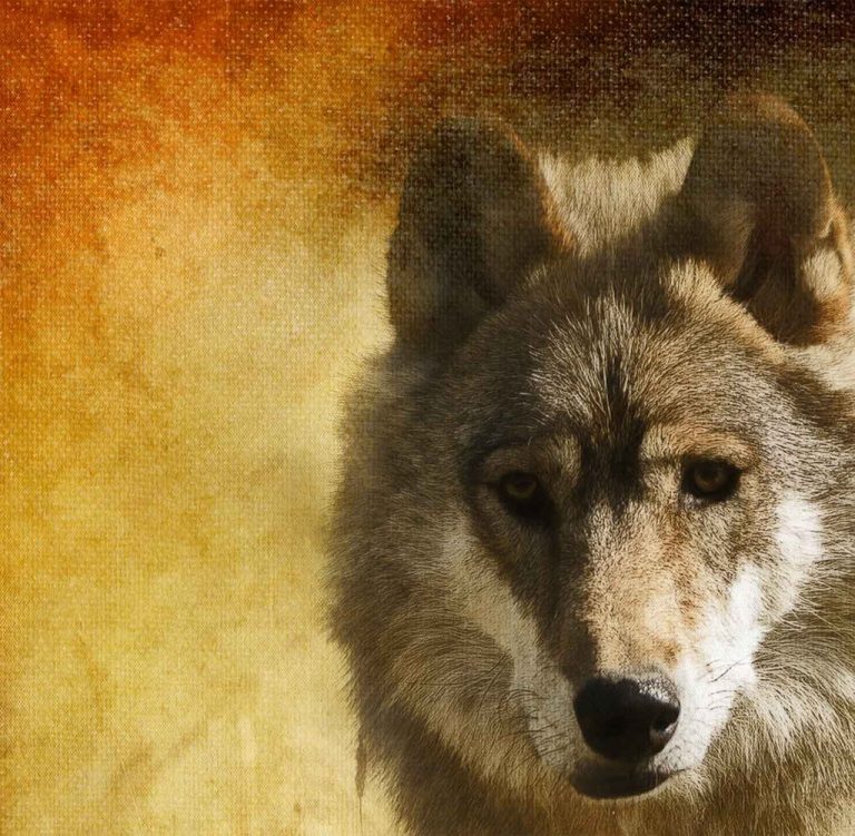 Obraz Snový vlk Obraz Snový vlk