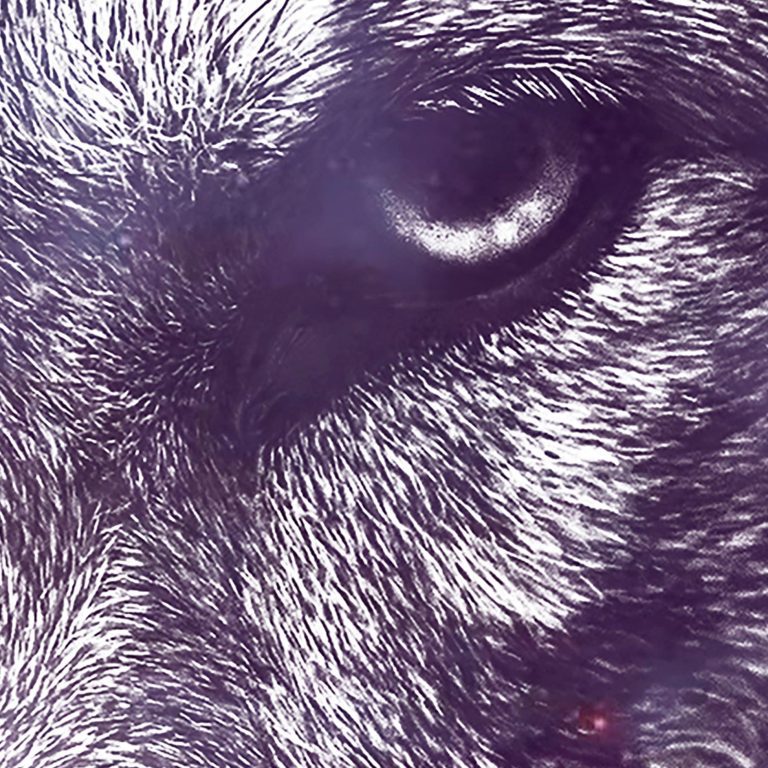 Tapeta vesmírný vlk Tapeta vesmírný vlk