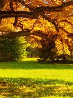 Obraz podzimní atmosféra žlutý Obraz podzimní atmosféra žlutý