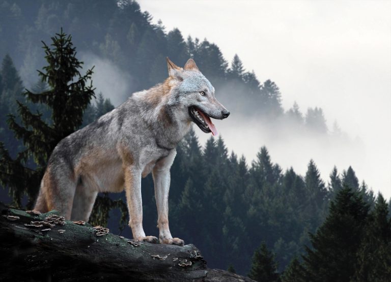 Tapeta Vlk v lese Tapeta Vlk v lese