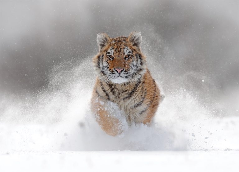 Tapeta Sněžný tygr Tapeta Sněžný tygr