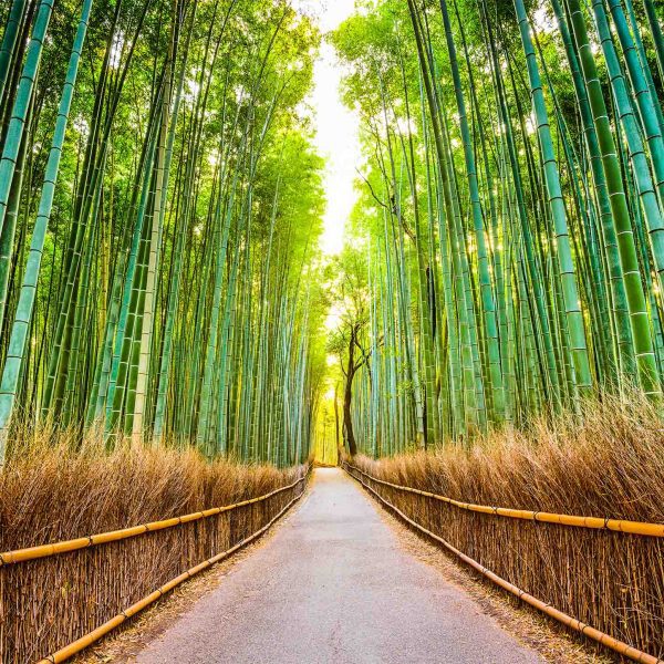 Tapeta bambusová stezka Tapeta bambusová stezka